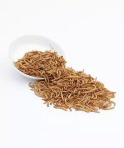Dry mealworm –Ideal natural protein source for poultry and pets