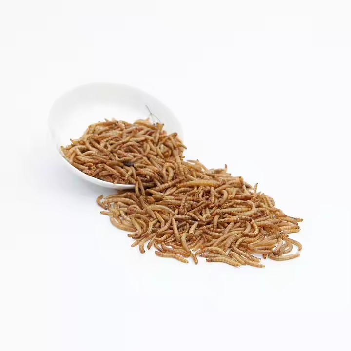 Dry mealworm –Ideal natural protein source for poultry and pets