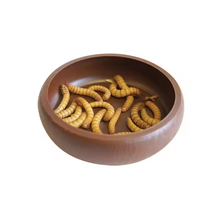 Dry mealworm –Ideal natural protein source for poultry and pets - Image 3