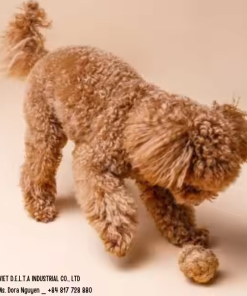 Alternative view of COCONUT HUSK BALL DOG TOY