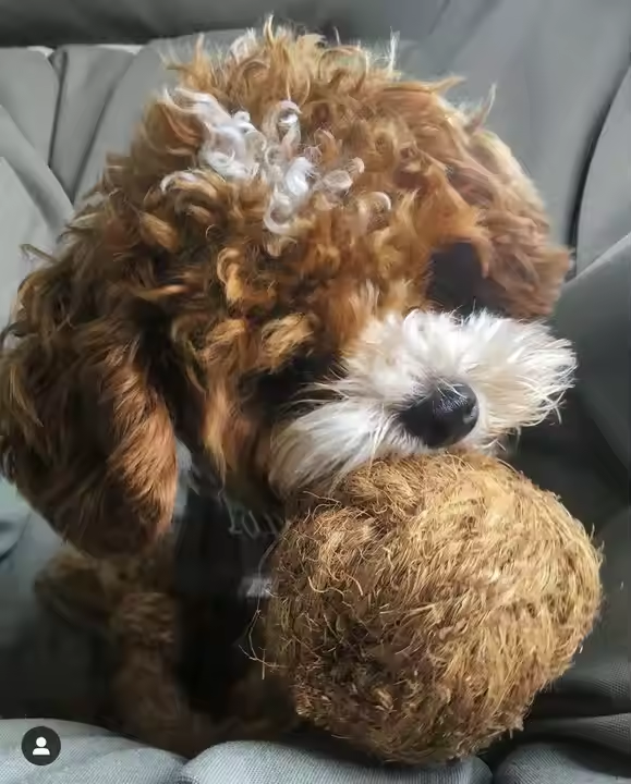 COCONUT HUSK BALL DOG TOY - Image 3