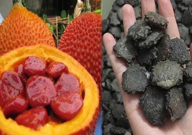 Gac Seeds