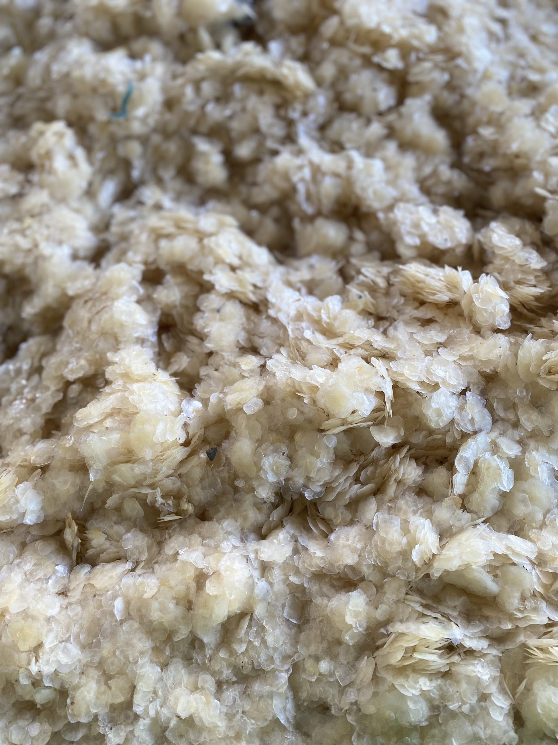 Tilapia Fish Scales for Collagen