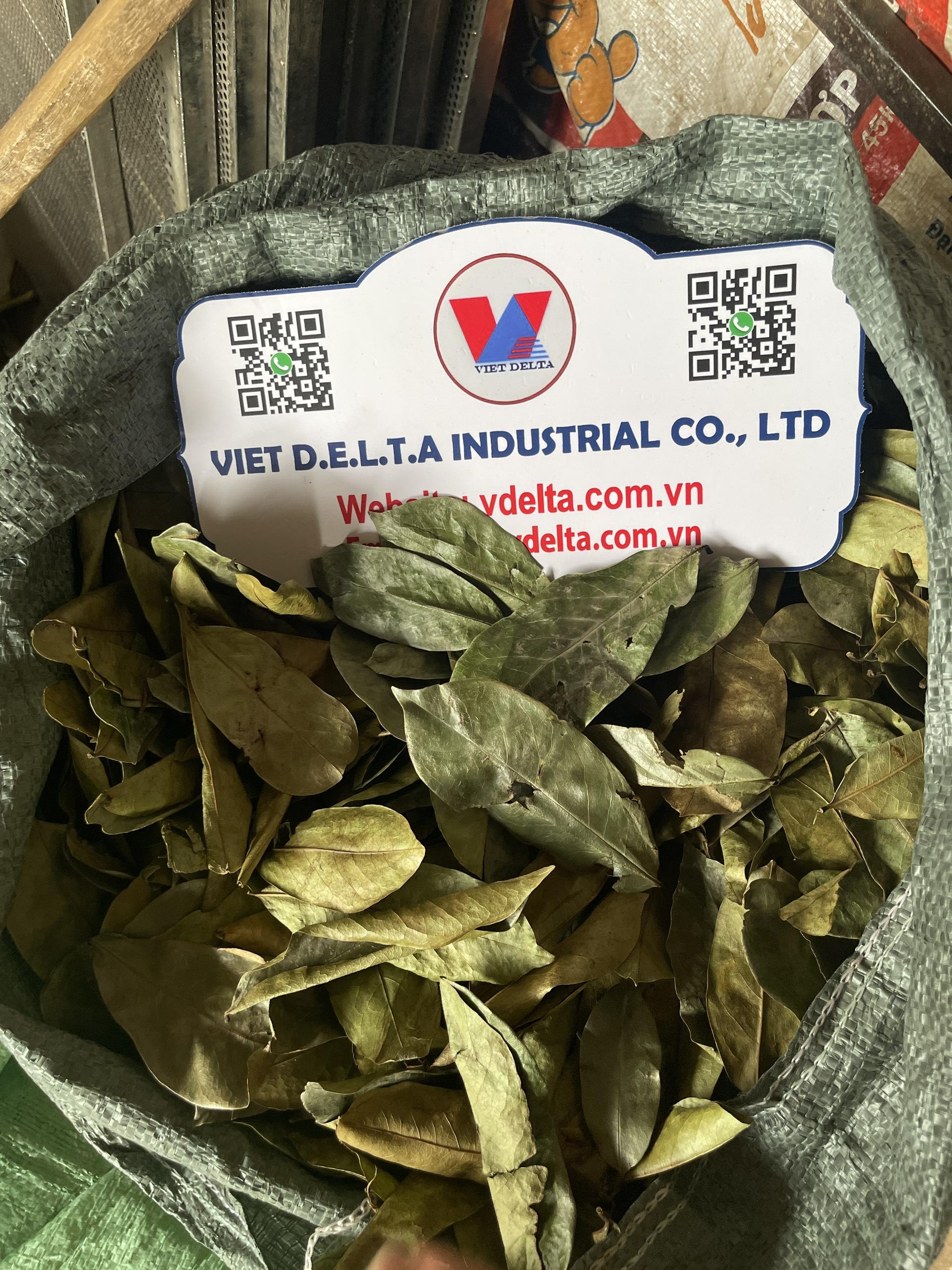 dried soursop leaf