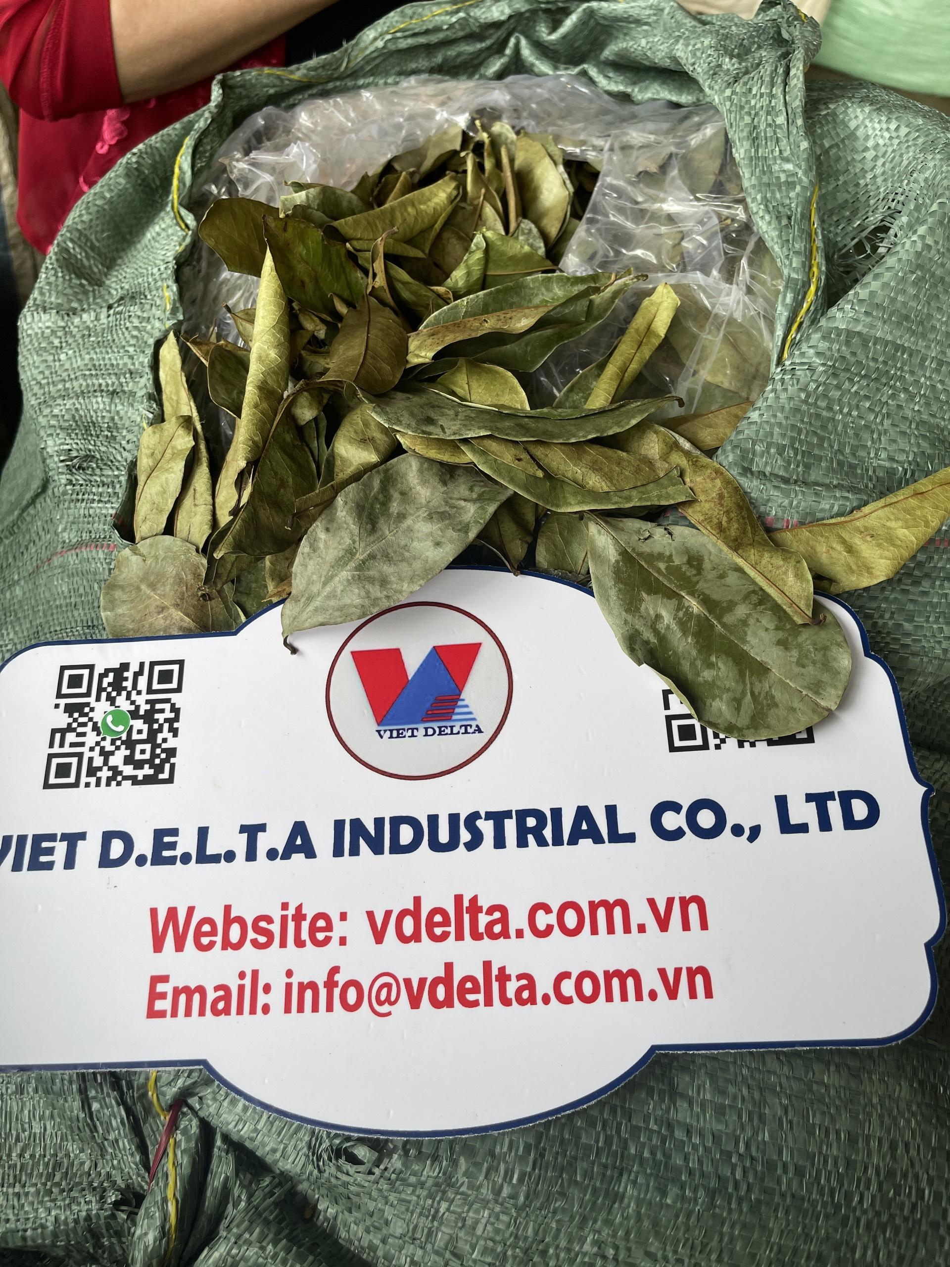 dried soursop leaves