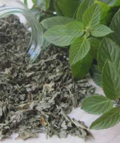 Mint Leaves