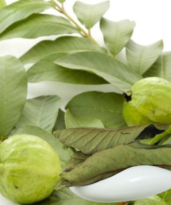 Guava leaves