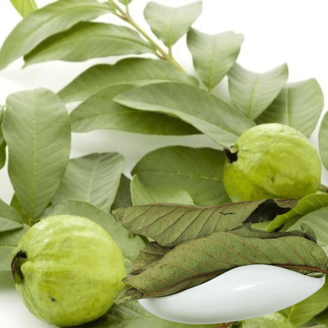 Guava leaves