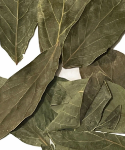Alternative view of Avocado Leaves