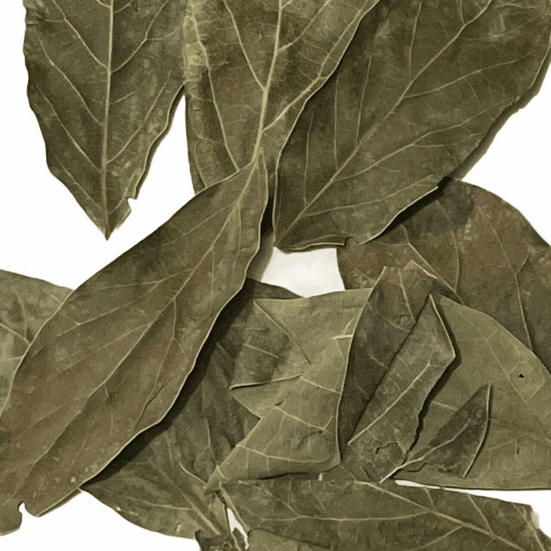 Avocado Leaves - Image 2