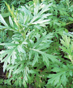 Alternative view of Dried Mugwort Leaves