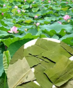Dried Lotus Leaves
