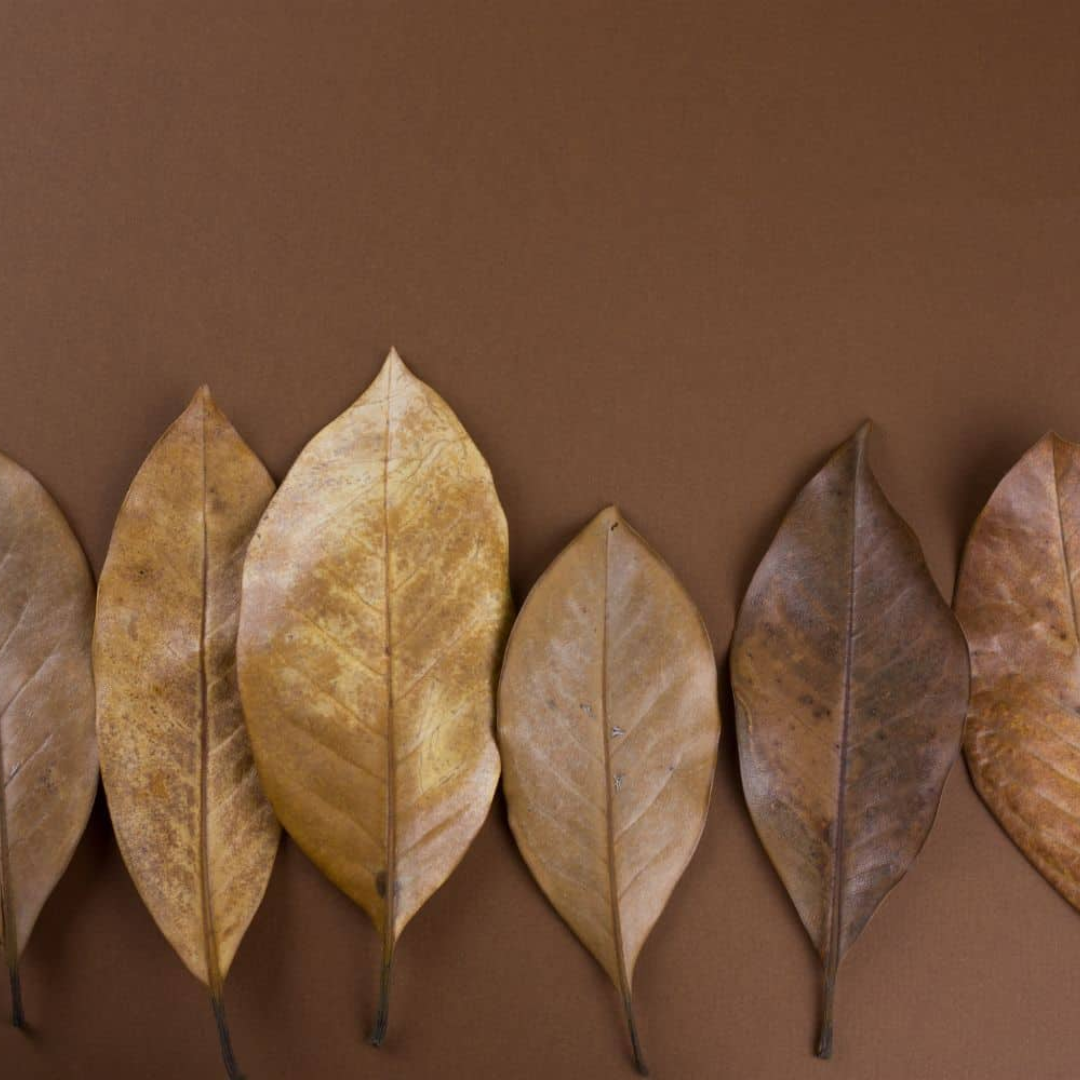 Avocado Leaves - Image 3