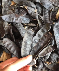 Alternative view of Black Locust