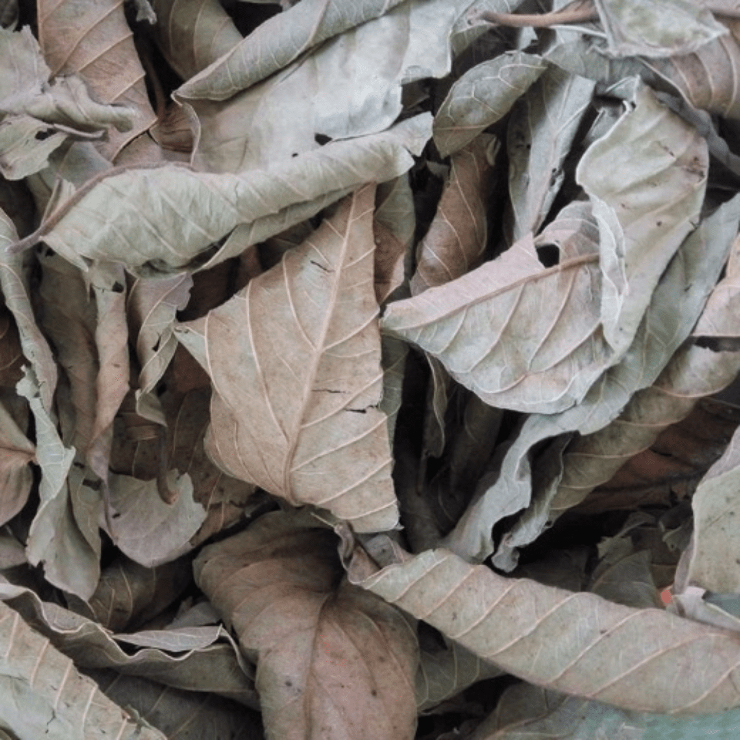 Guava leaves - Image 3