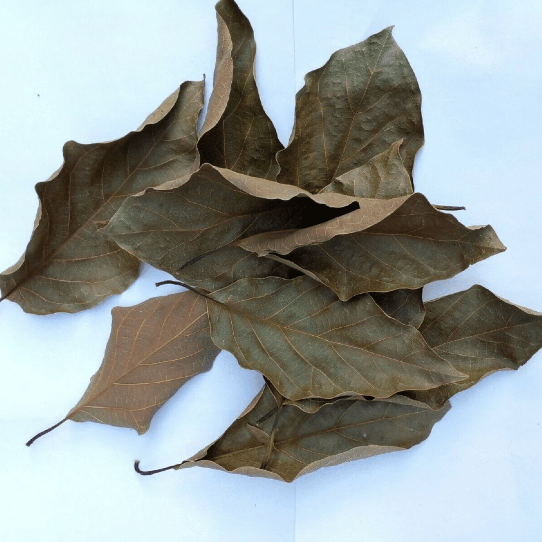Avocado Leaves - Image 4