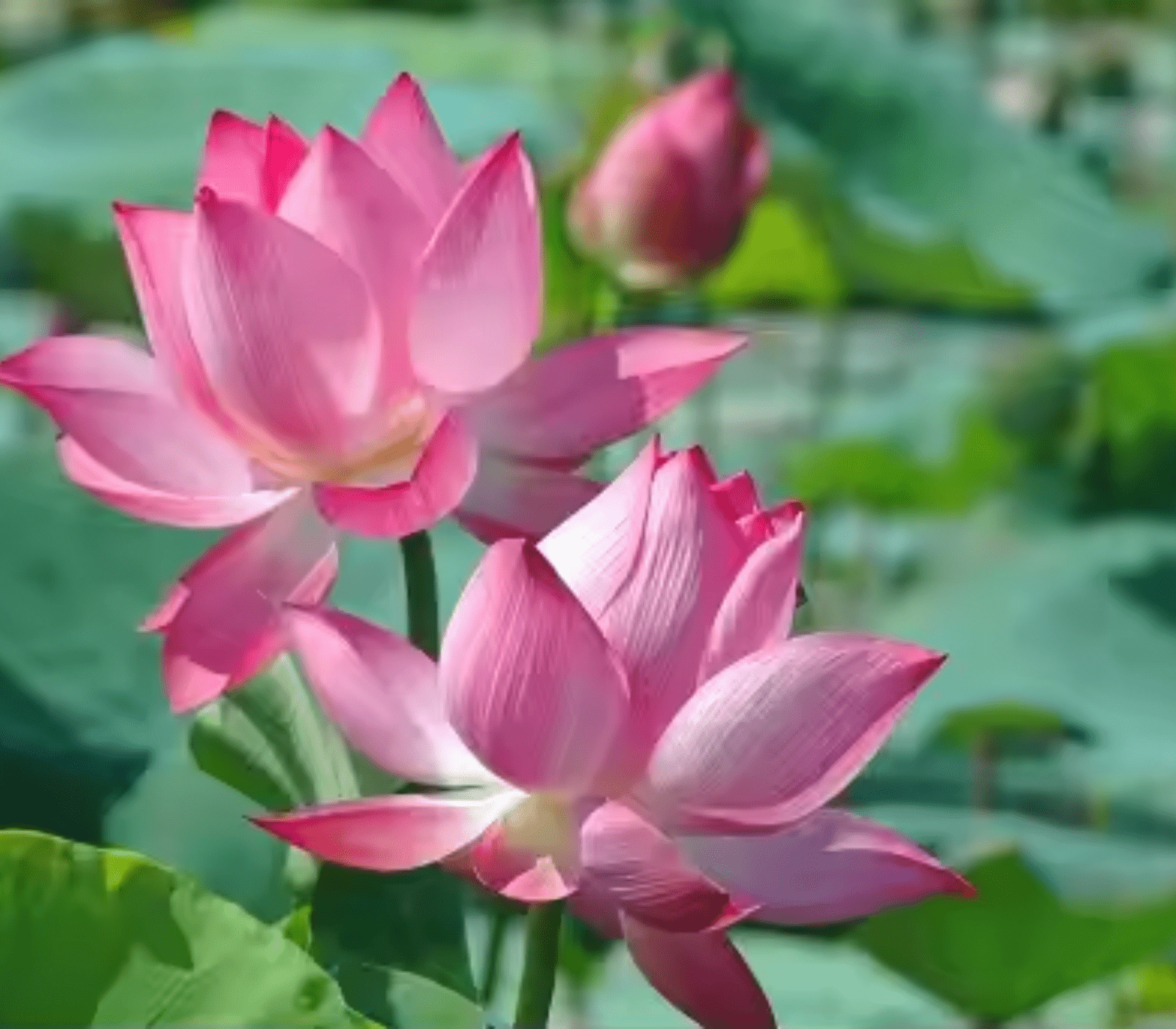 Lotus Flower - Image 4