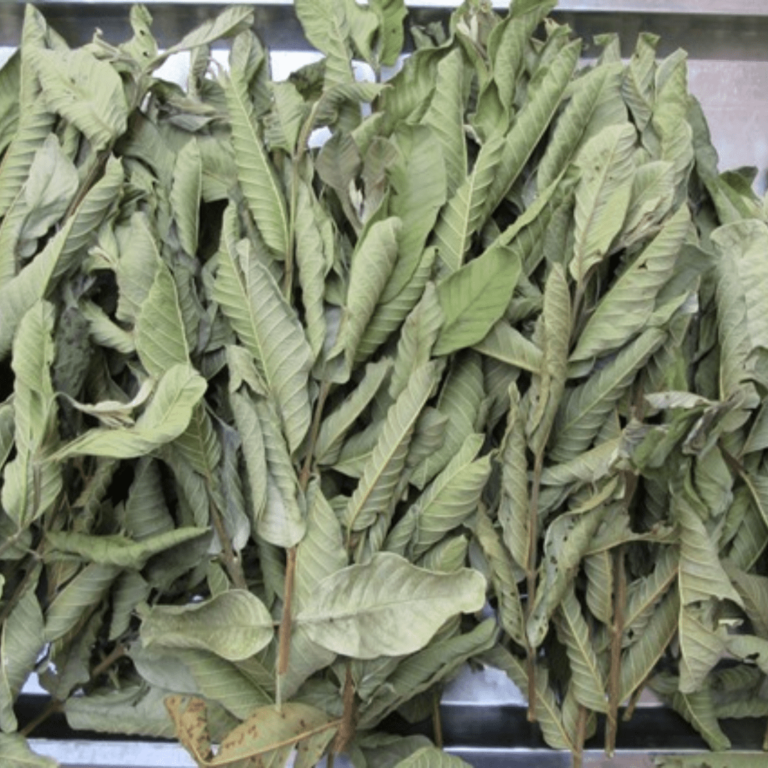 Guava leaves - Image 4