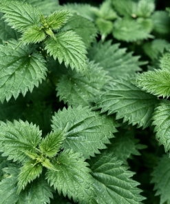 Dried Nettle Leaf