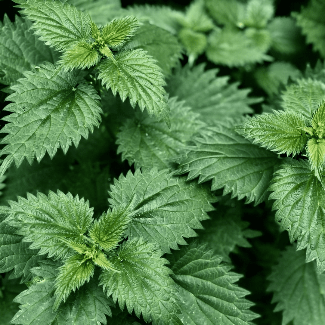 Dried Nettle Leaf