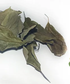 Avocado Leaves