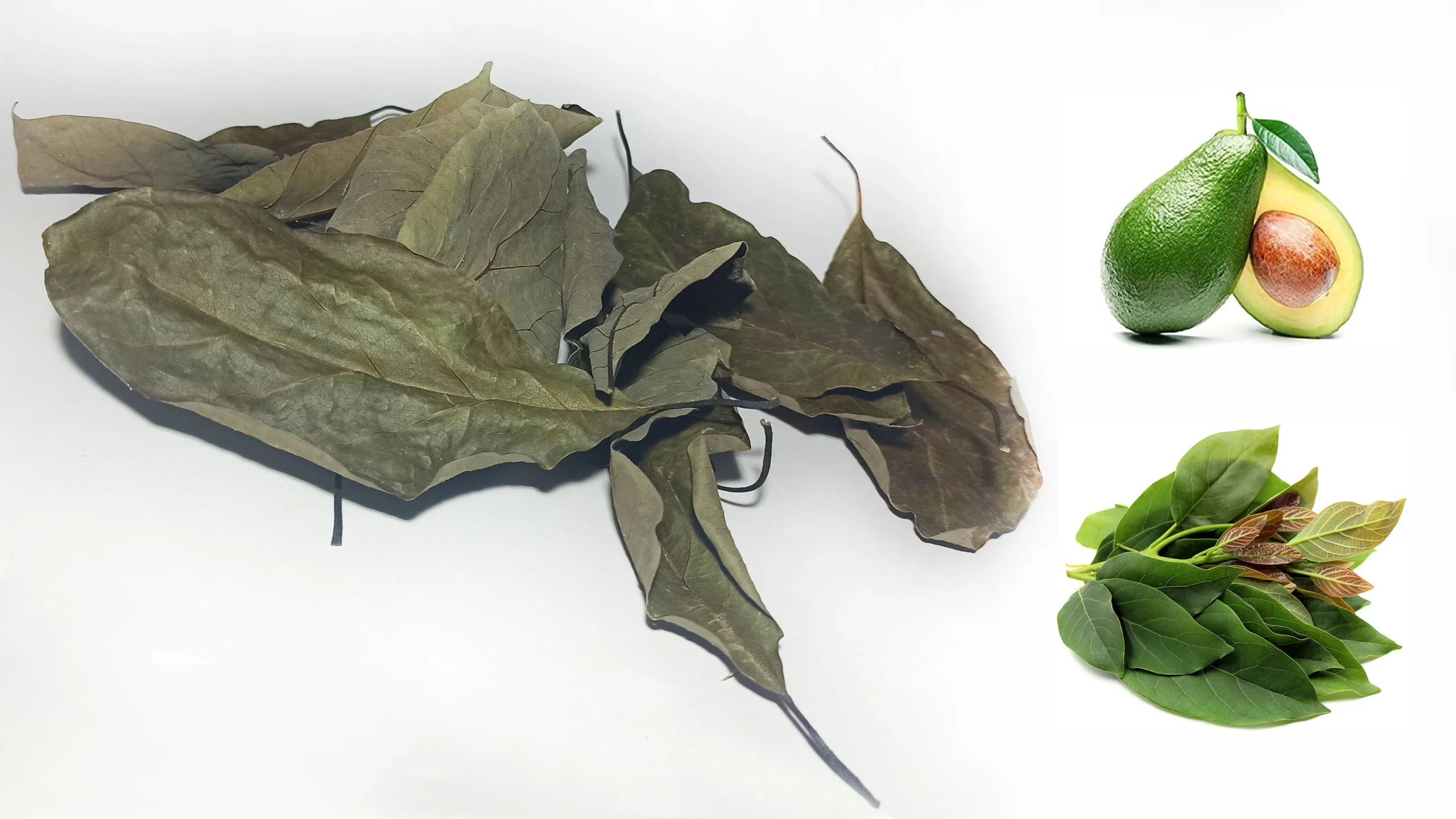 Avocado Leaves