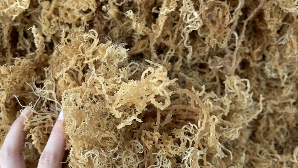 dried sea moss
