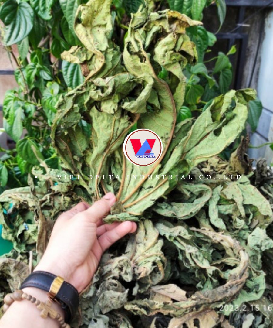 PAPAYA LEAVES - Image 4