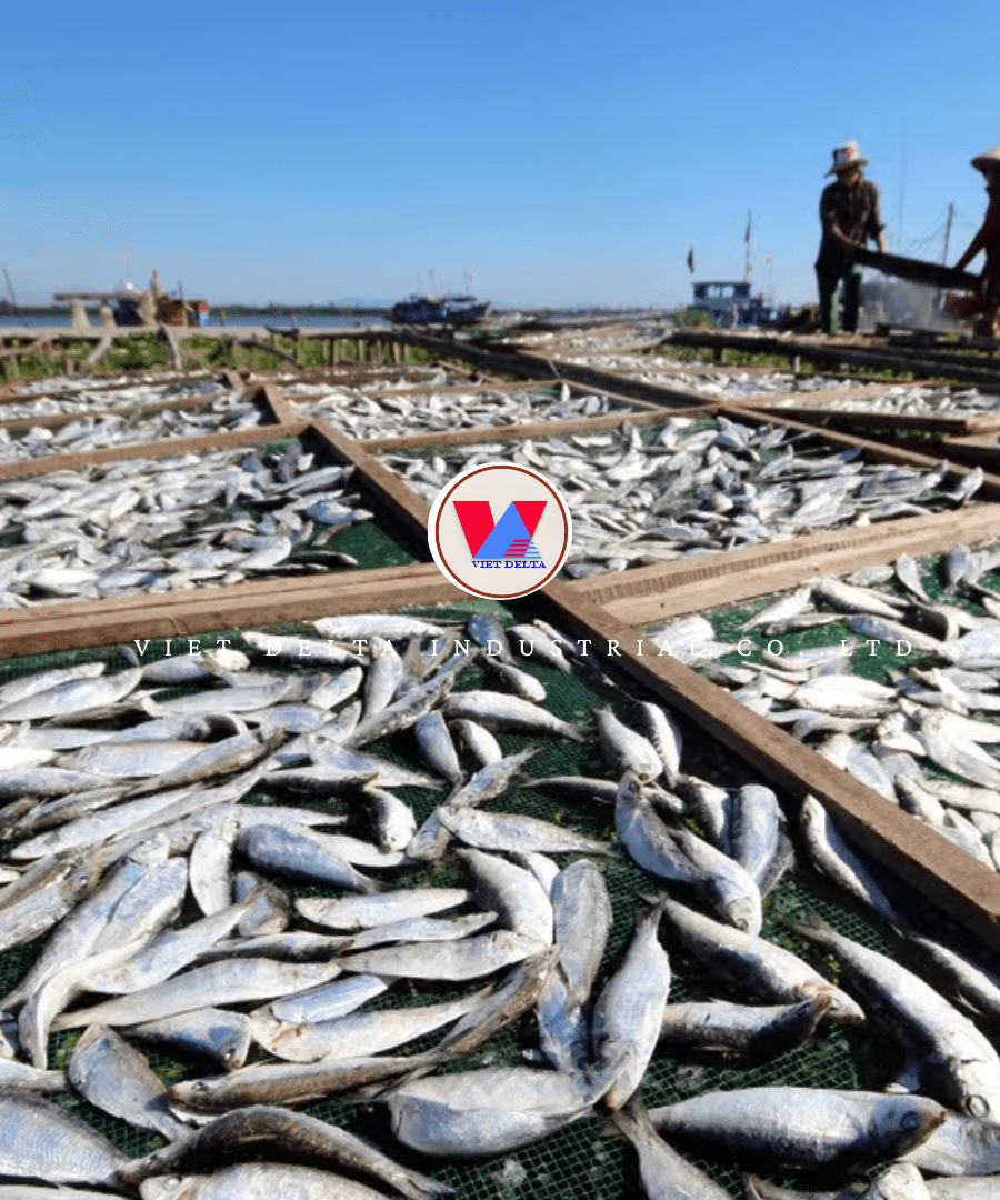 Dried Round Scad Fish - Image 4