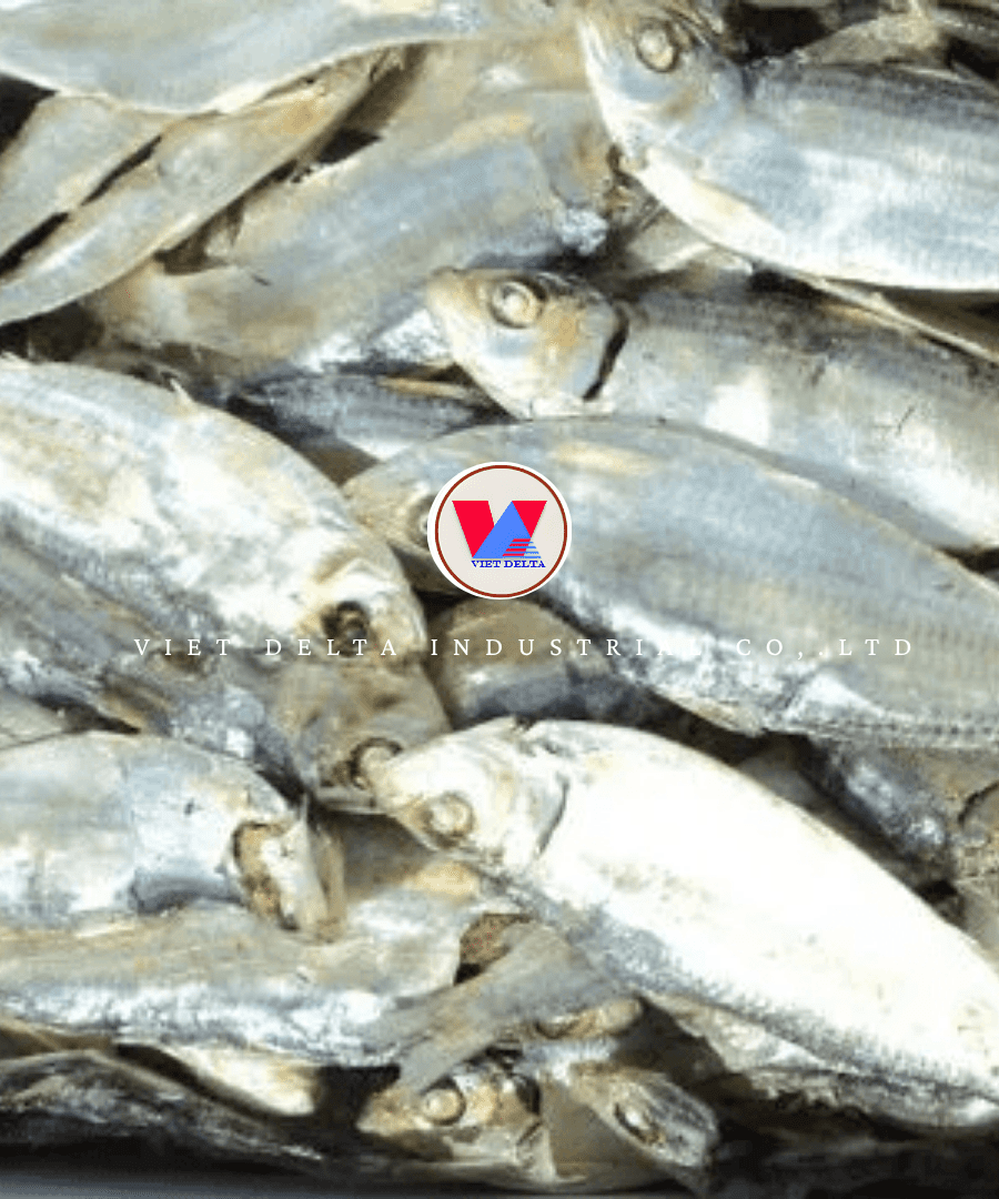 Dried Sardines - Image 4