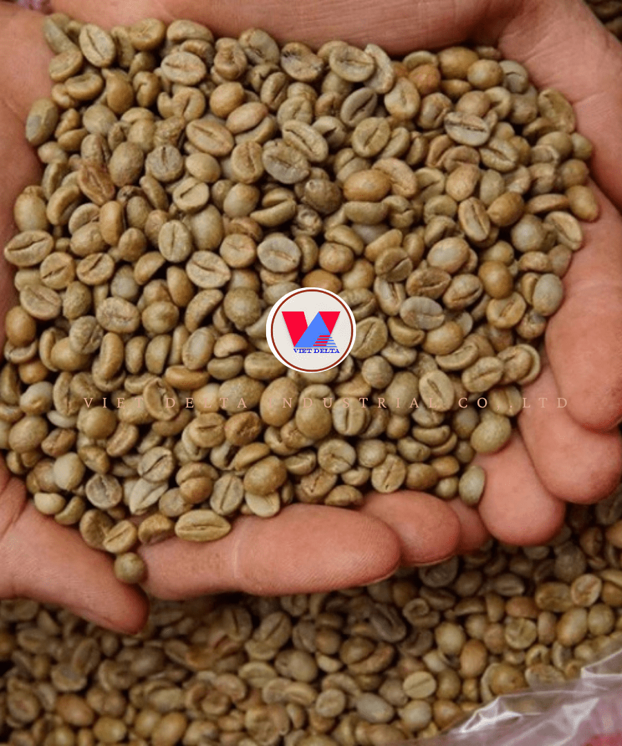 Robusta Coffee Beans - Image 3