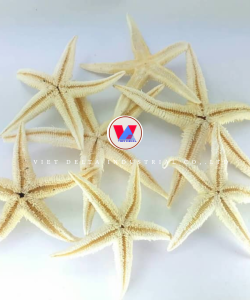 Dried starfish